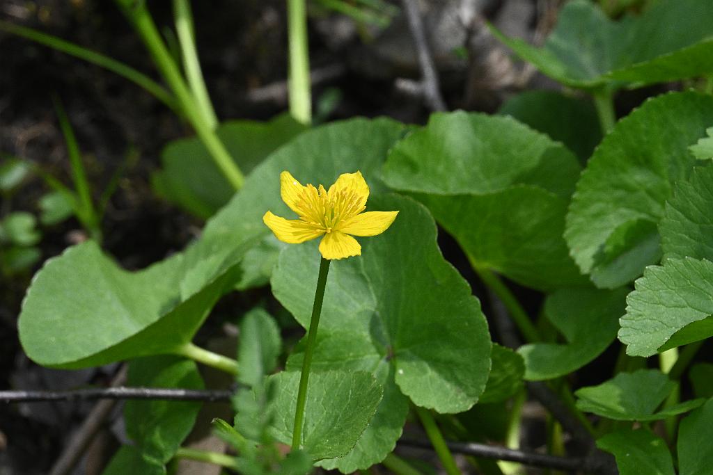 2025-04256588 Broad Meadow Brook, MA.JPG - Marsh Marigolds. Broad Meadow Brook Wildlife Sanctuary, MA, 4-25-2025